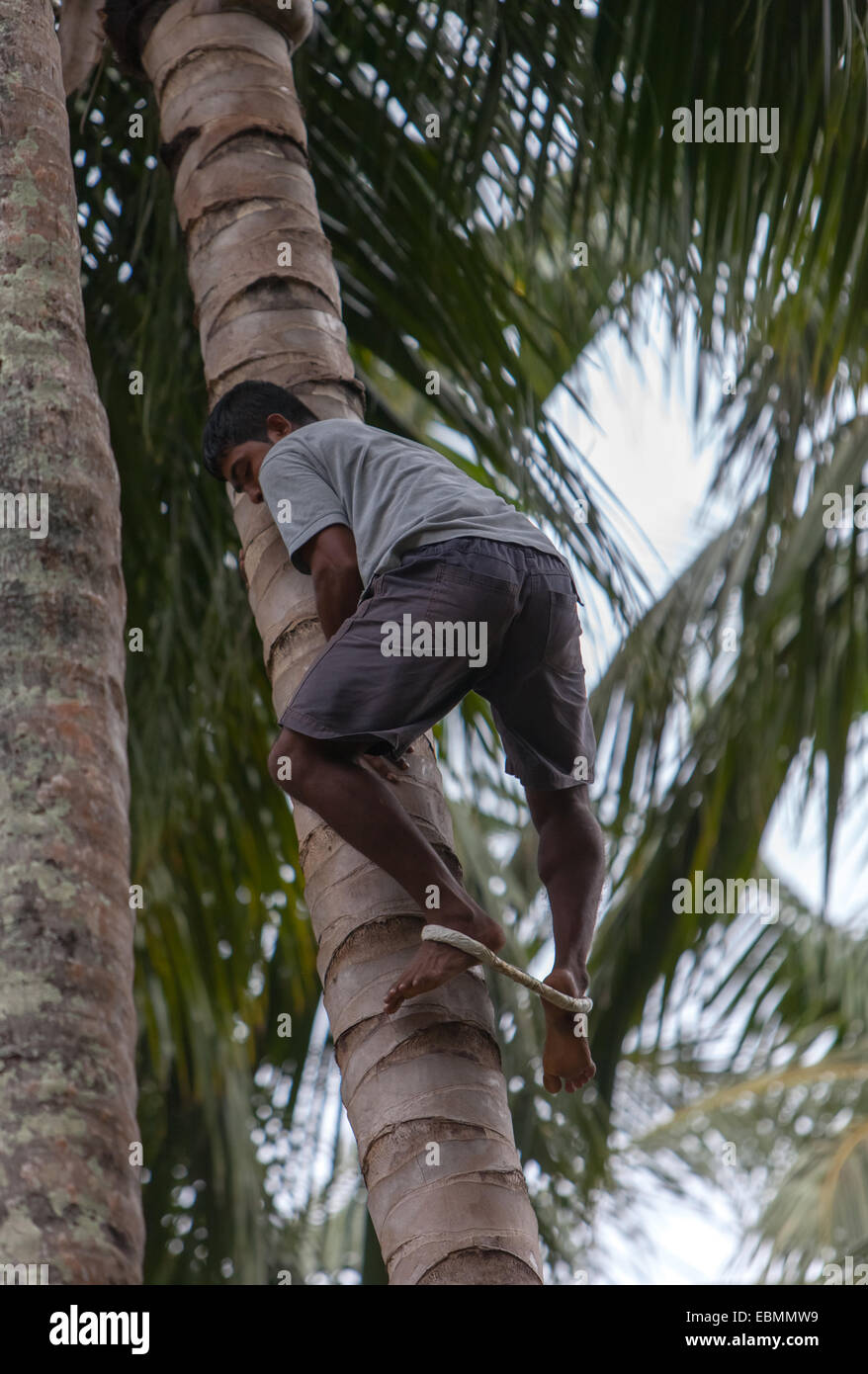 A man climbing a palm tree using traditional method of a rope loop