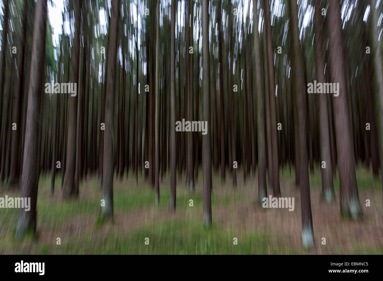 Conifers, distorted, Bavarian Forest, at Viechtach, Bavaria, Germany Stock Photo