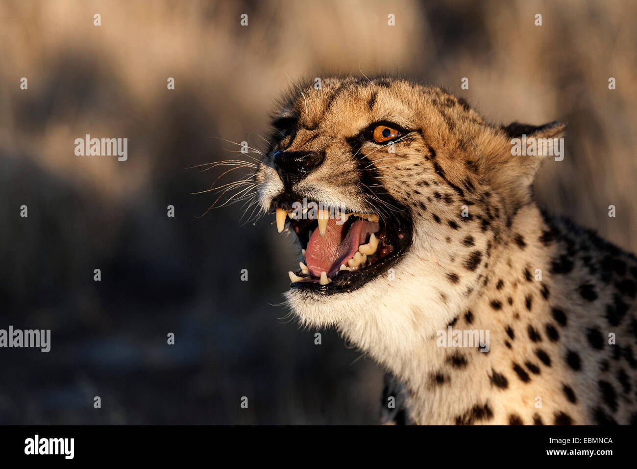 Cheetah (Acinonyx jubatus), hissing, near Keetmanshoop, Namibia Stock Photo