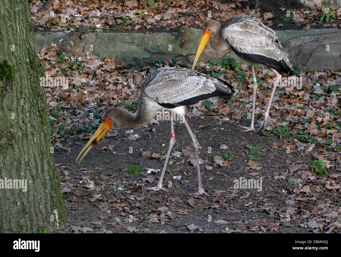 Two African Yellow billed storks (Mycteria ibis) foraging Stock Photo