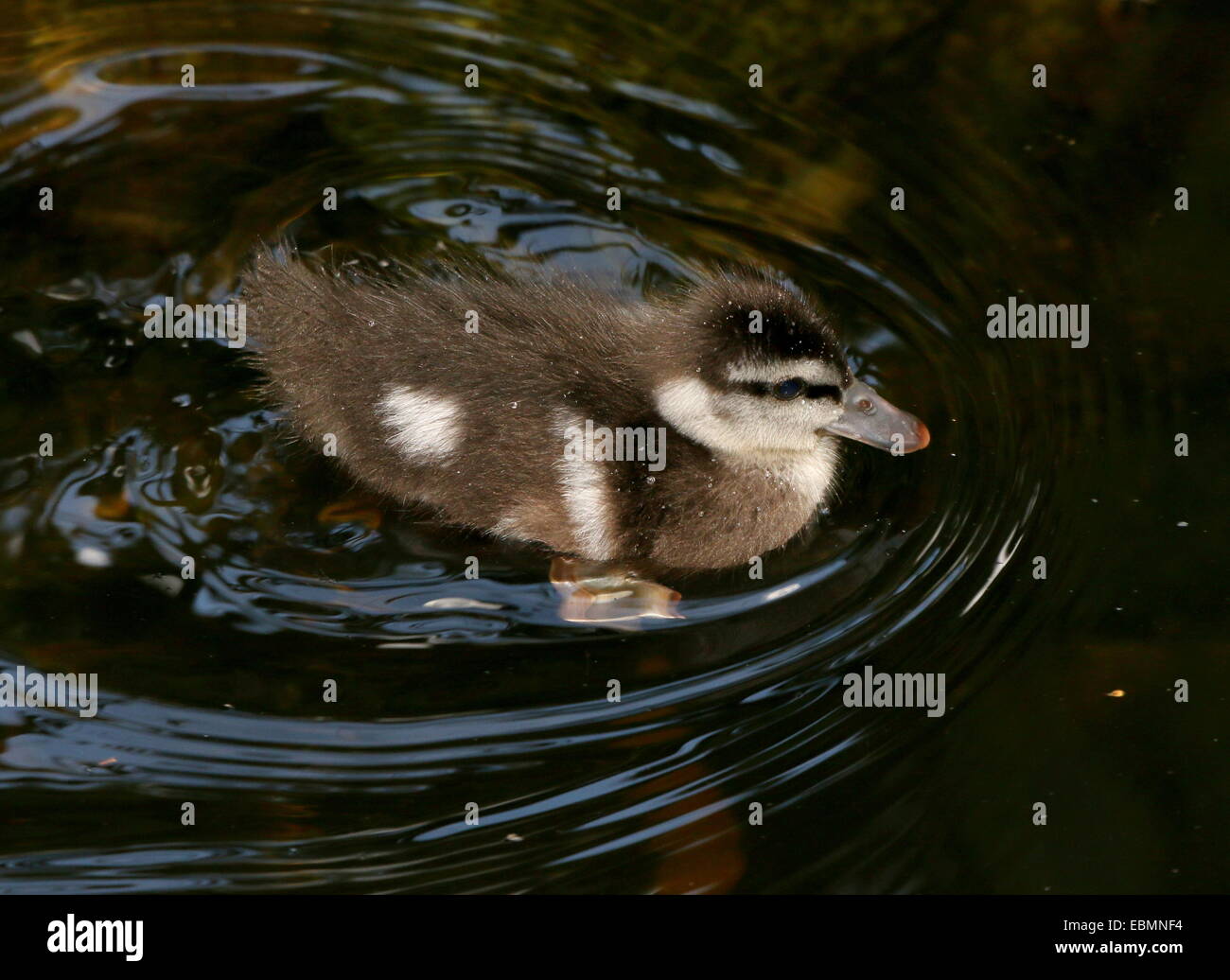 Juvenile Baby Ringed Teal ( Callonetta leucophrys) in close-up while swimming Stock Photo
