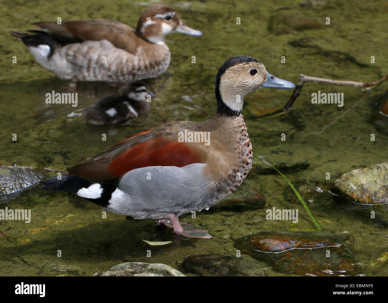 Mature male Ringed Teal ( Callonetta leucophrys) in close-up, female in background, baby swimming between them Stock Photo