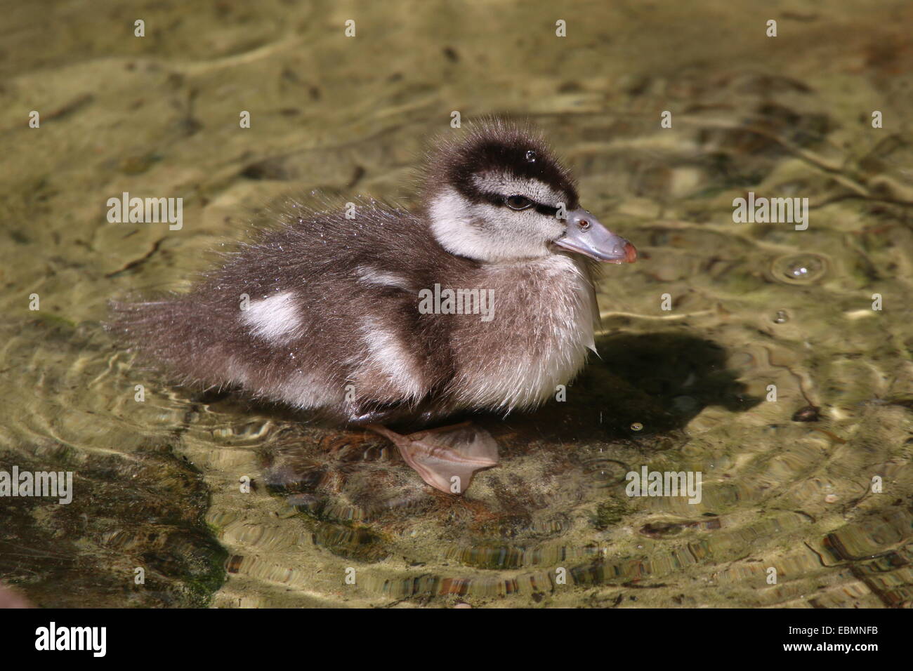 Juvenile Baby Ringed Teal ( Callonetta leucophrys) in close-up Stock Photo