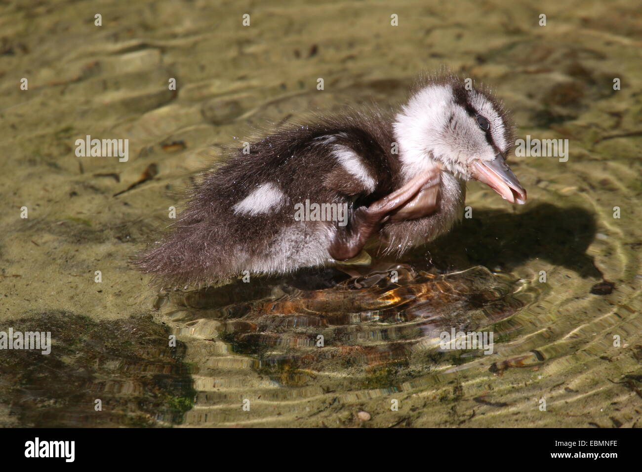 Juvenile Baby Ringed Teal ( Callonetta leucophrys) in close-up, scratching his itchy head with a flipper Stock Photo