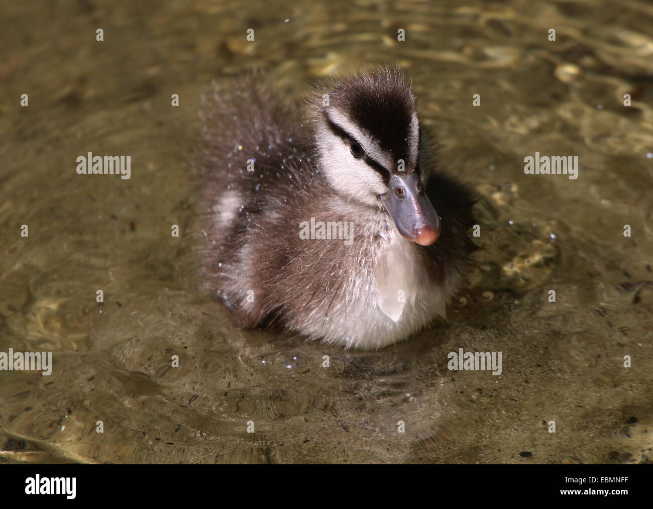 Juvenile Baby Ringed Teal ( Callonetta leucophrys) in close-up Stock Photo