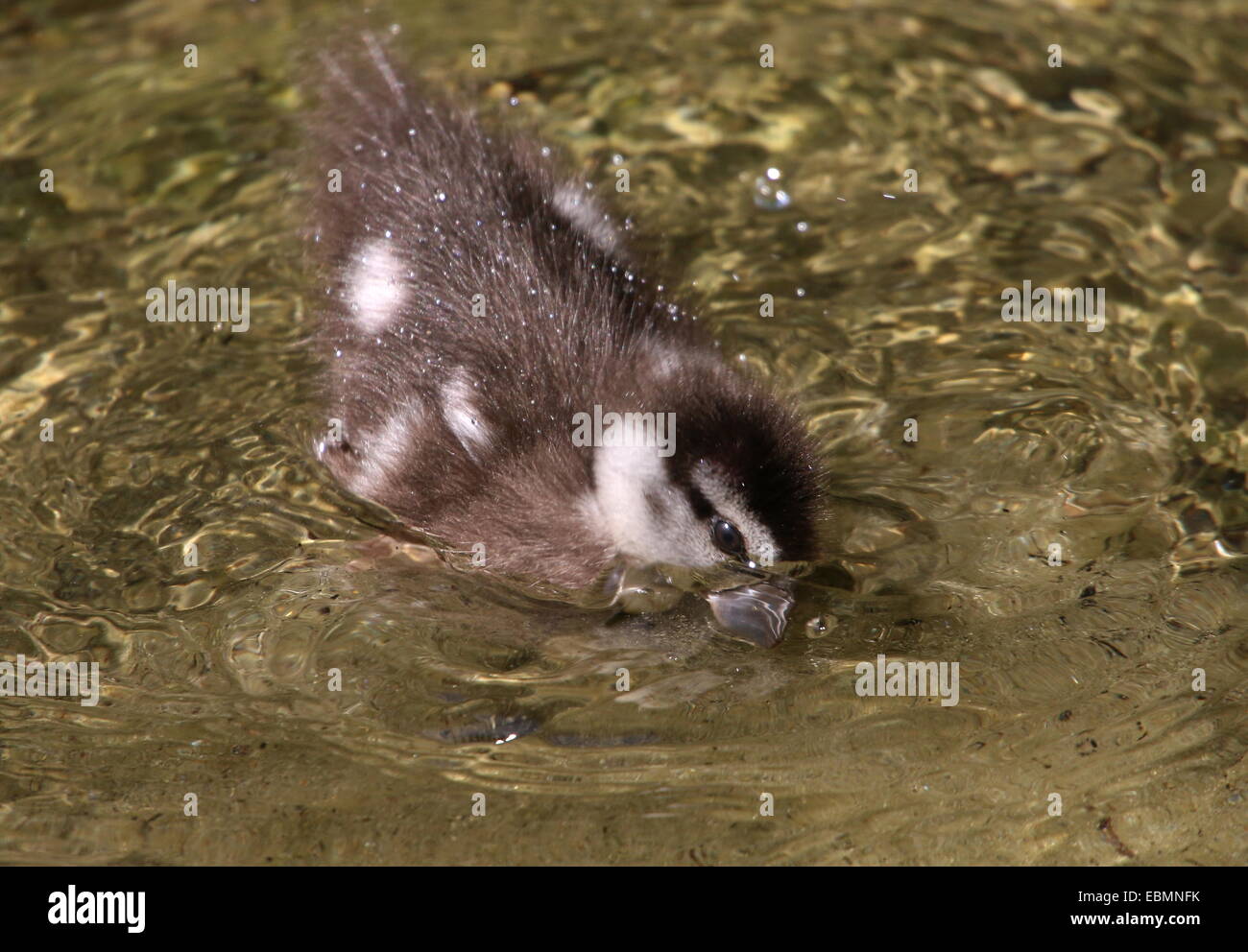 Juvenile Baby Ringed Teal ( Callonetta leucophrys) taking a dive Stock Photo