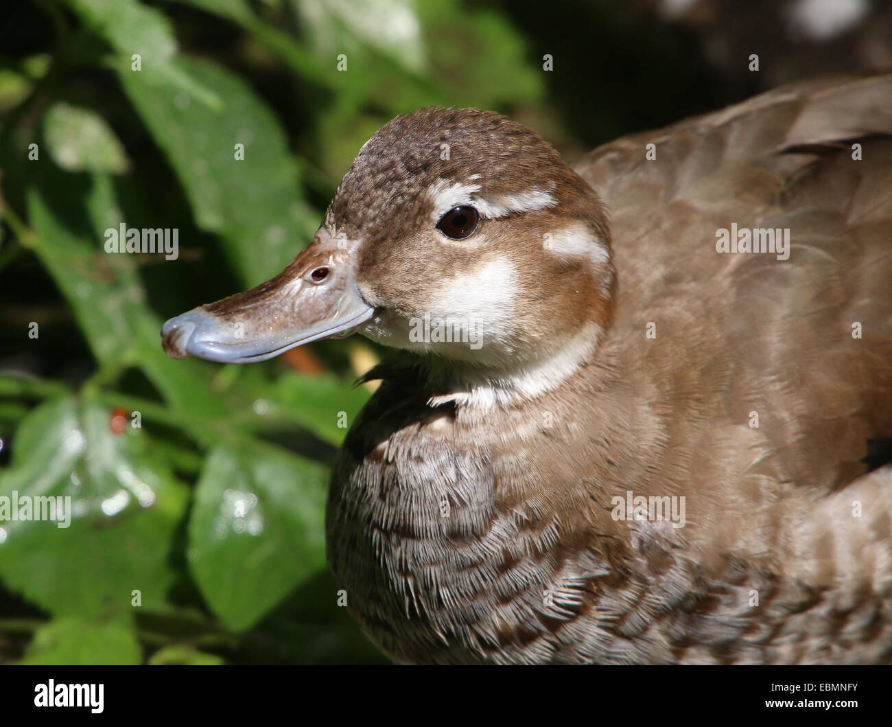 Female Ringed Teal ( Callonetta leucophrys) in close-up Stock Photo