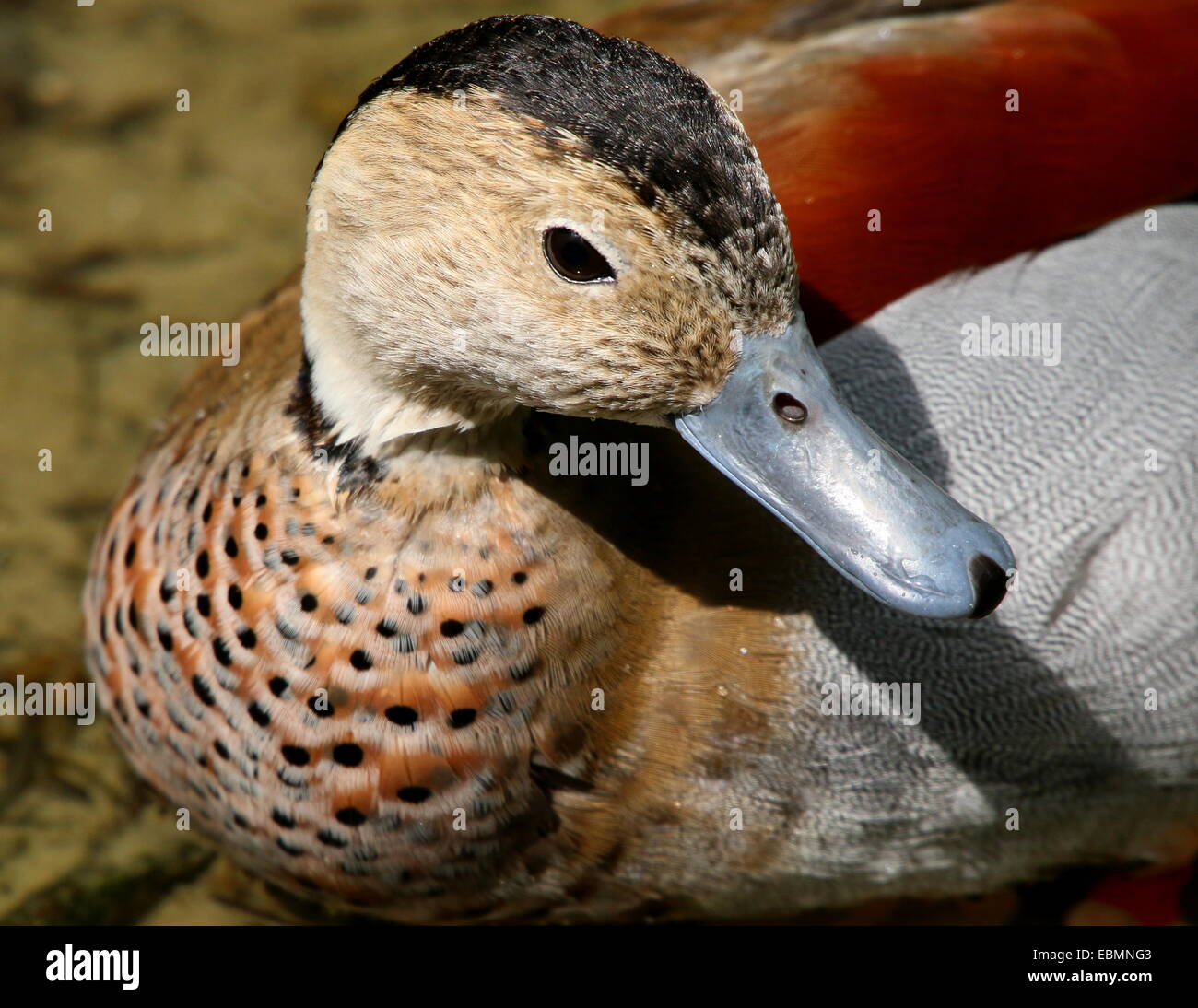 Mature male Ringed Teal ( Callonetta leucophrys) in close-up Stock Photo