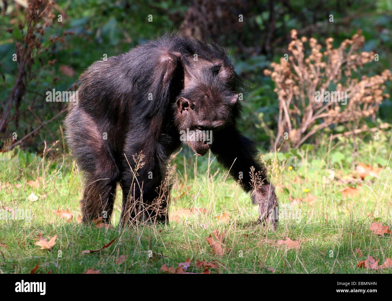 Elderly Common chimpanzee (Pan troglodytes) looking for acorns to eat (series) Stock Photo