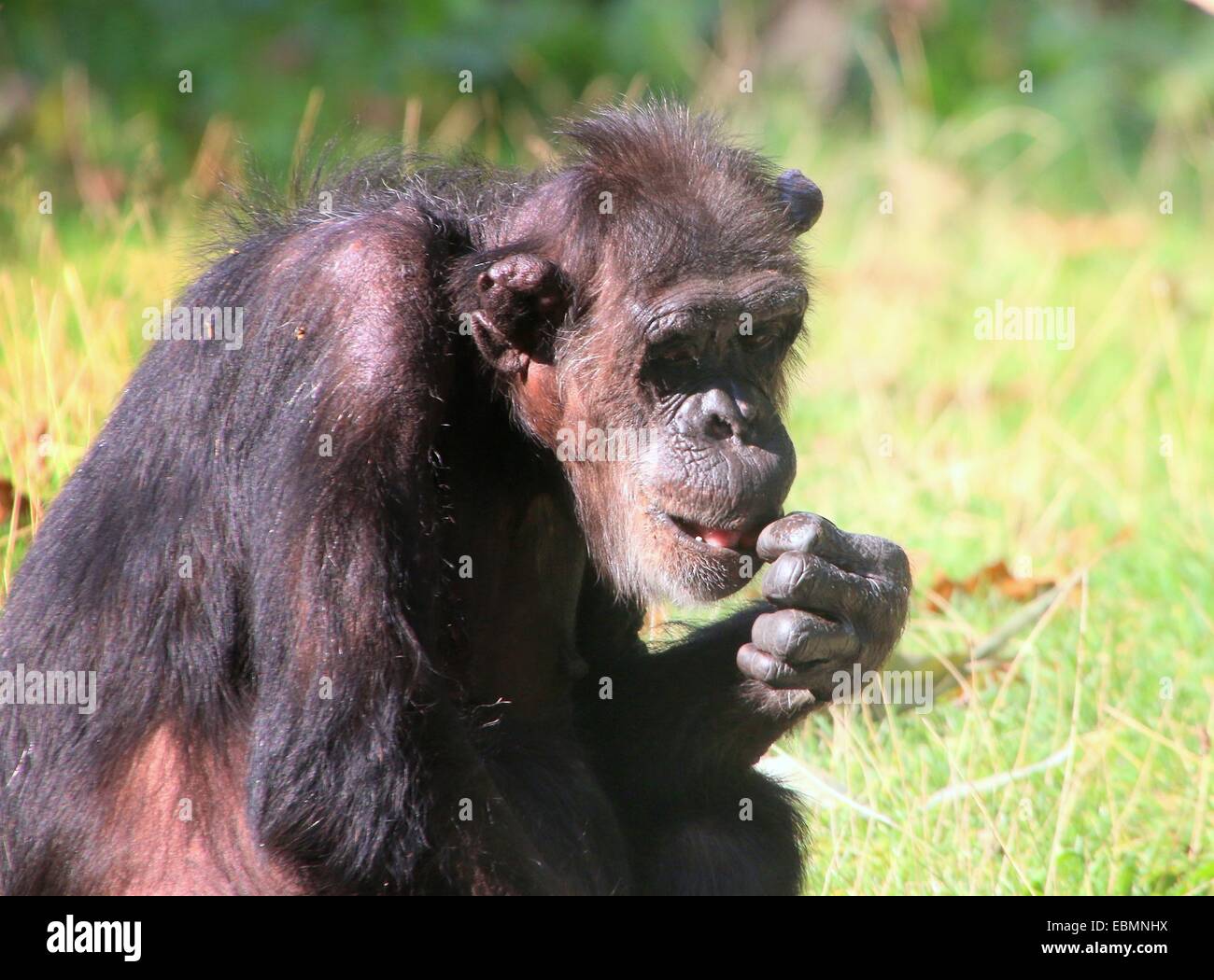 Elderly common chimpanzee (Pan troglodytes) eating nuts Stock Photo