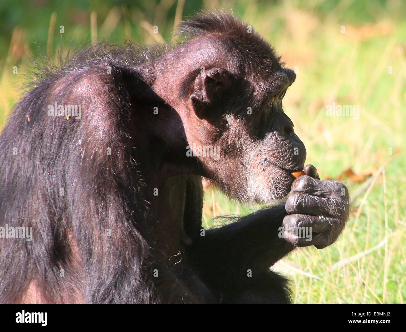 Mature Common chimpanzee (Pan troglodytes) eating nuts, seen in profile Stock Photo