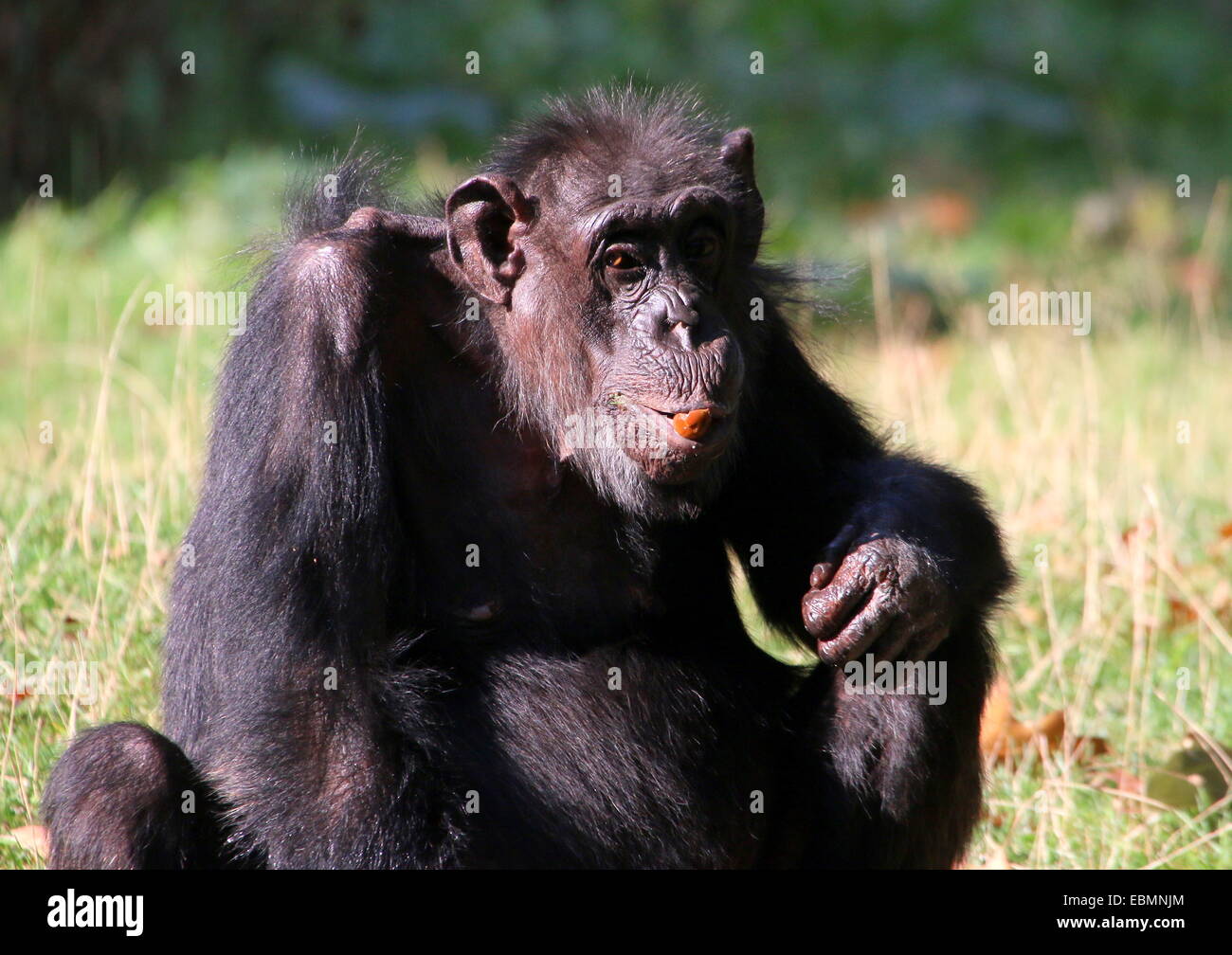 Close-up of a mature Common chimpanzee (Pan troglodytes) eating Stock Photo