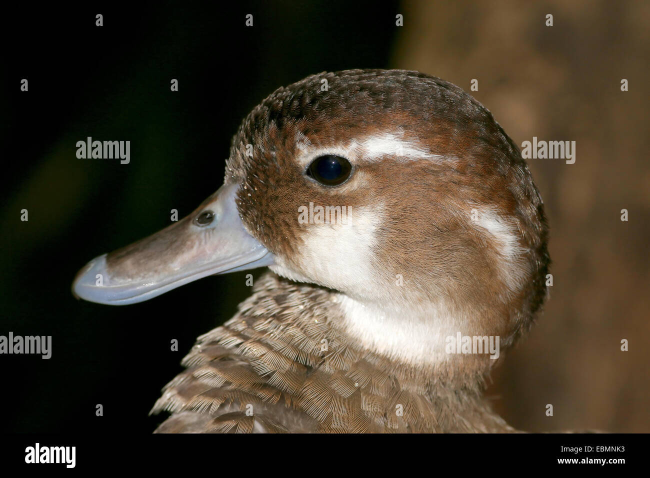 Mature female Ringed Teal ( Callonetta leucophrys) in close-up Stock Photo
