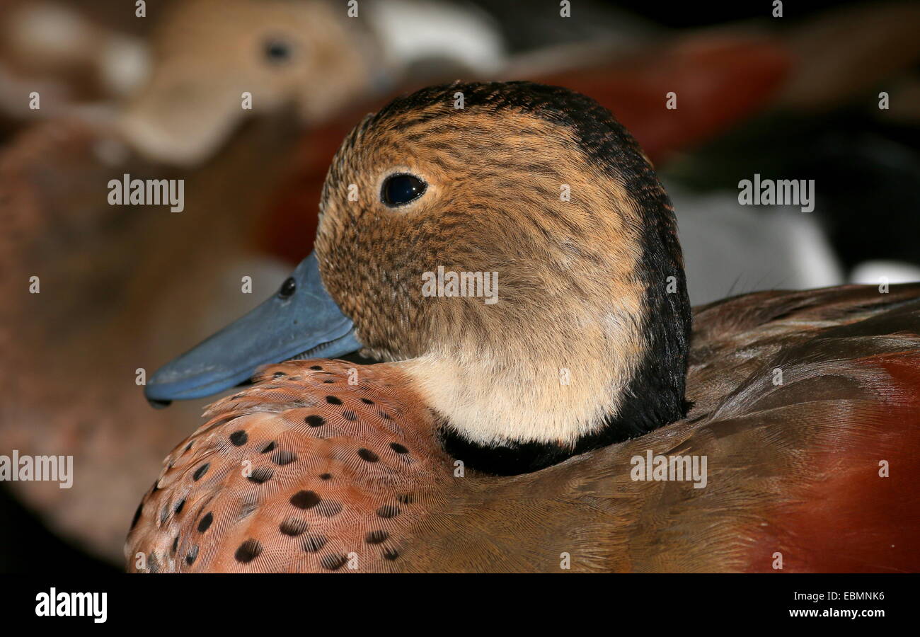 Mature male Ringed Teal ( Callonetta leucophrys) in extreme close-up, several more in the background Stock Photo