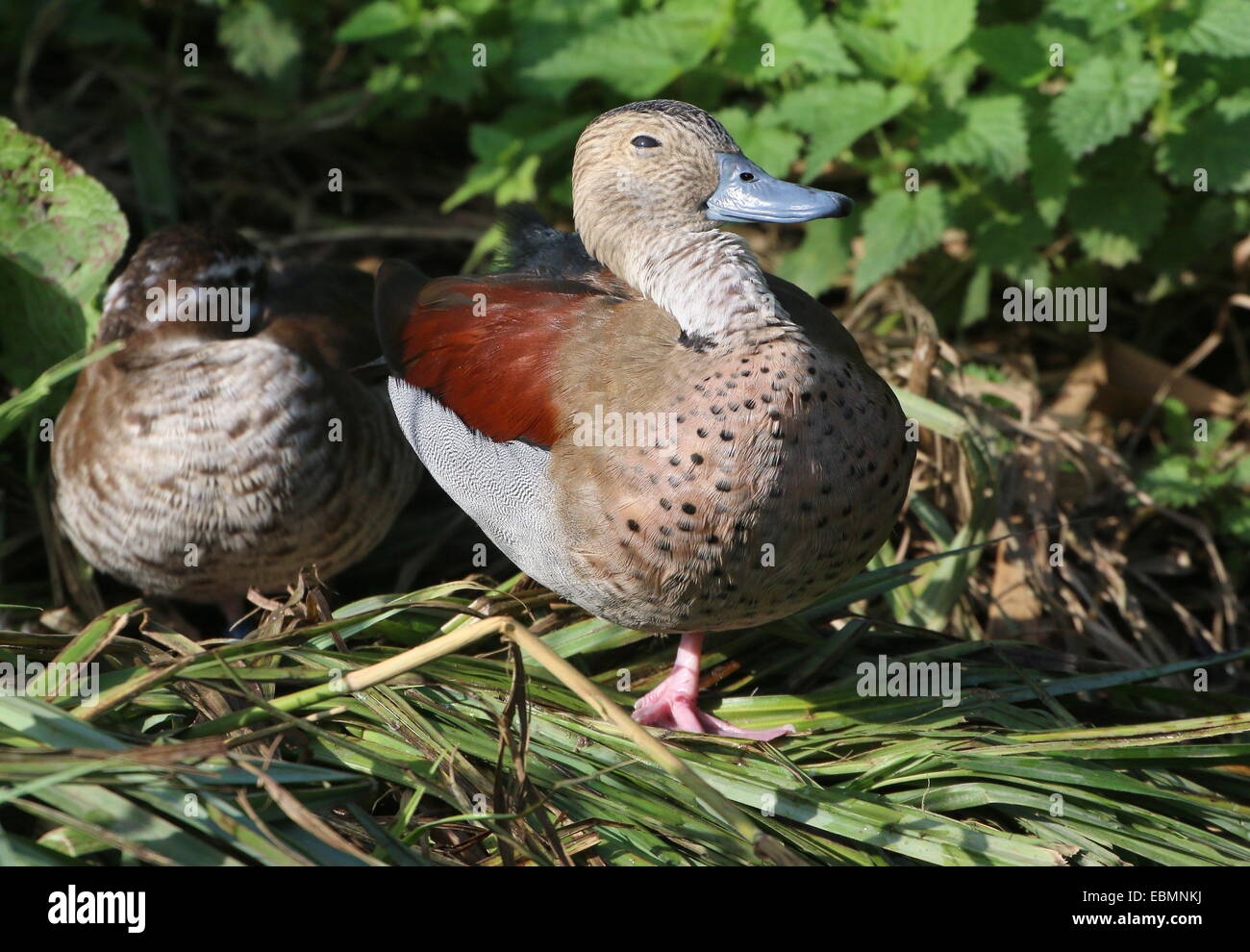 Mature male Ringed Teal ( Callonetta leucophrys) in close-up, female in background Stock Photo