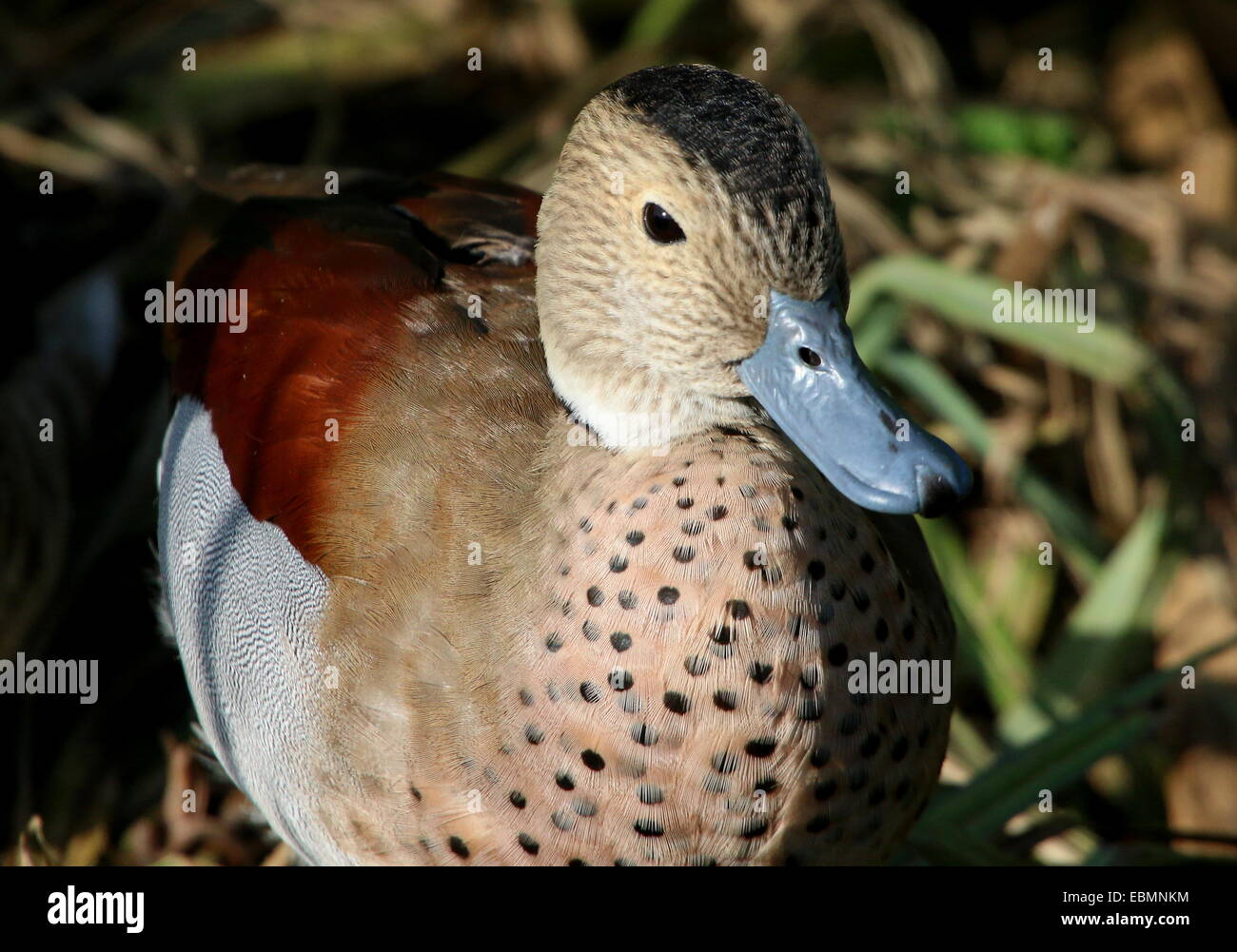 Mature male Ringed Teal ( Callonetta leucophrys) in close-up Stock Photo