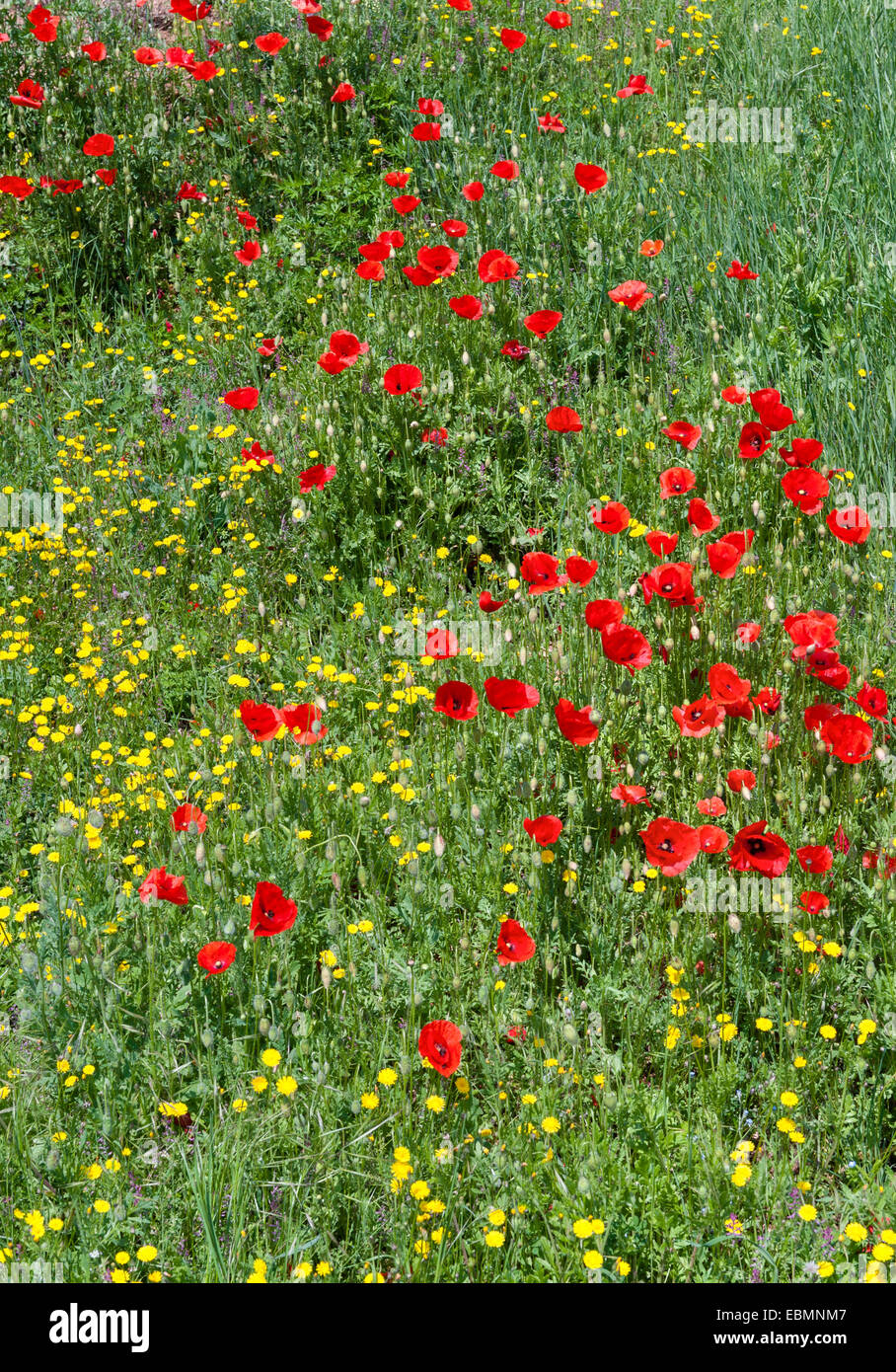 Wildflowers hillside hi-res stock photography and images - Alamy