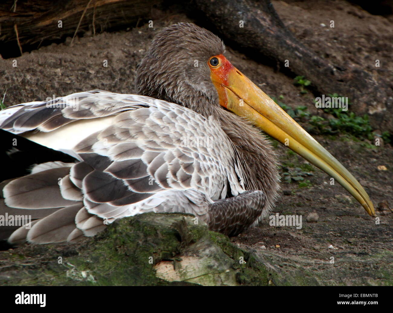Juvenile Yellow-billed stork (Mycteria ibis) resting while lying on th ground Stock Photo