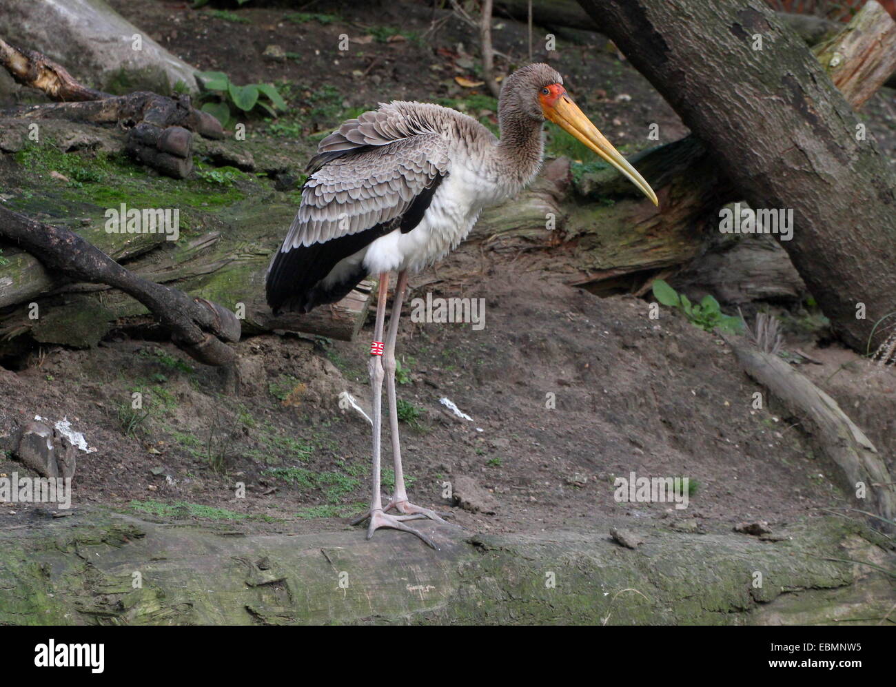 African Yellow-billed stork (Mycteria ibis) Stock Photo