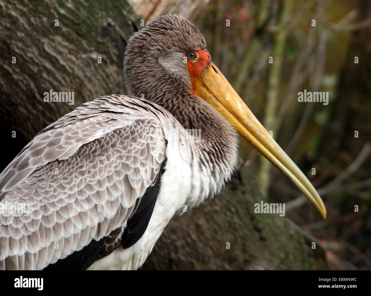 Portrait of a still immature African Yellow-billed stork (Mycteria ibis) Stock Photo