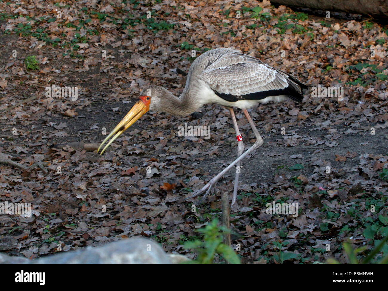 Still juvenile Yellow-billed stork (Mycteria ibis) foraging, swallowing a snack Stock Photo