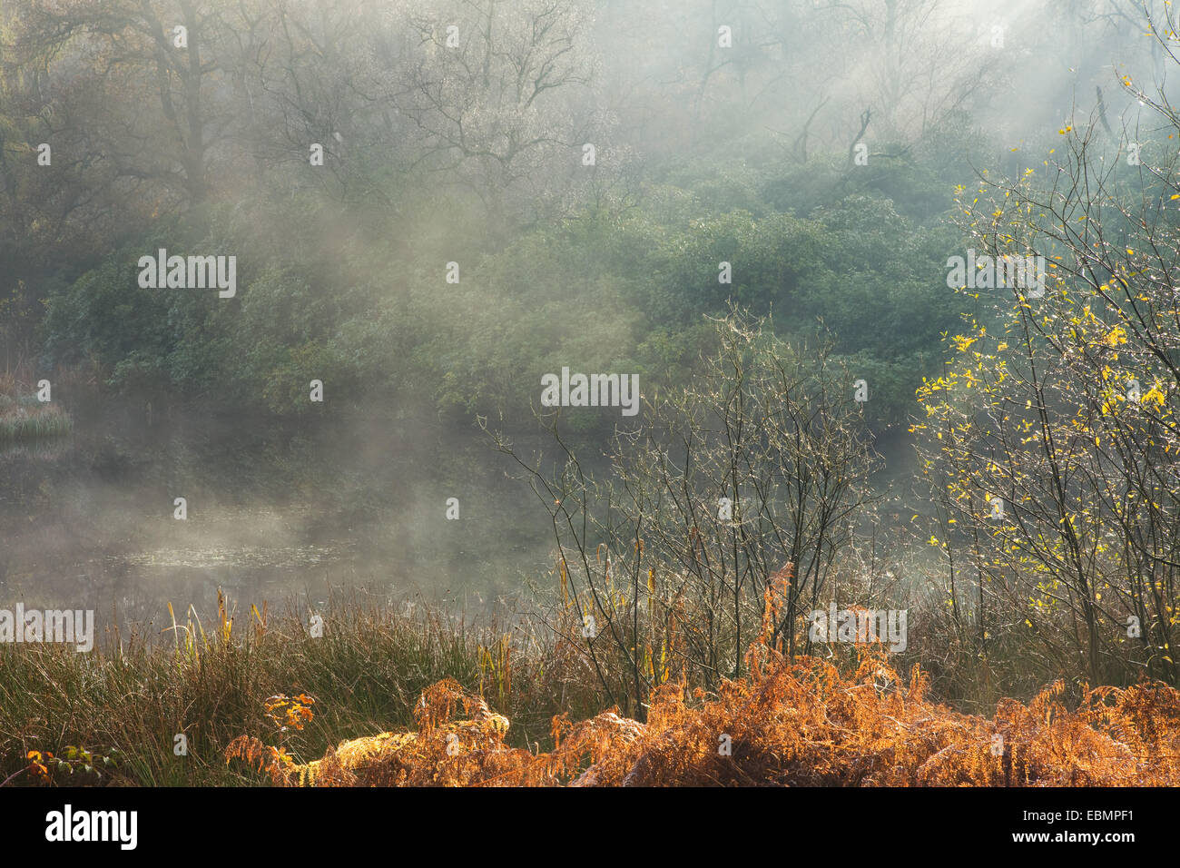 Early morning sun shines through mist rising from a lake in Twigmoor Wood, Scunthorpe, North Lincolnshire. November 2014. Stock Photo