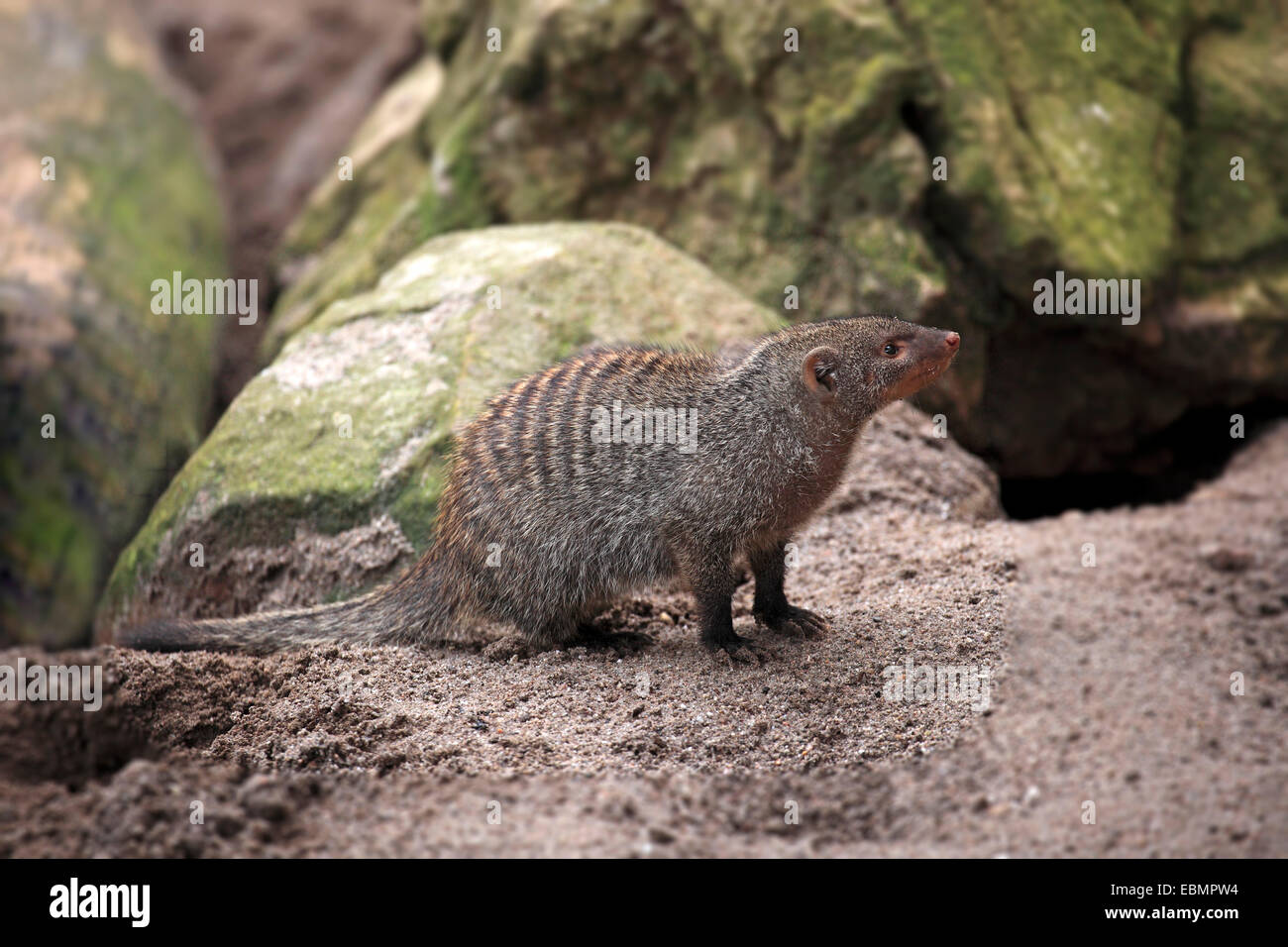 Banded Mongoose (Mungos mungo), adult, captive, Landau, Rhineland-Palatinate, Germany Stock Photo