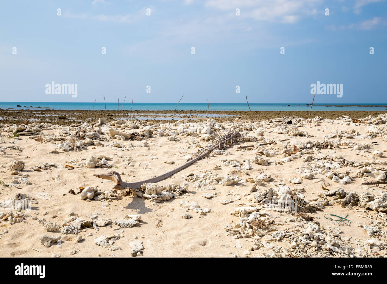 Coral bleaching on the sandy beach by the sea Stock Photo