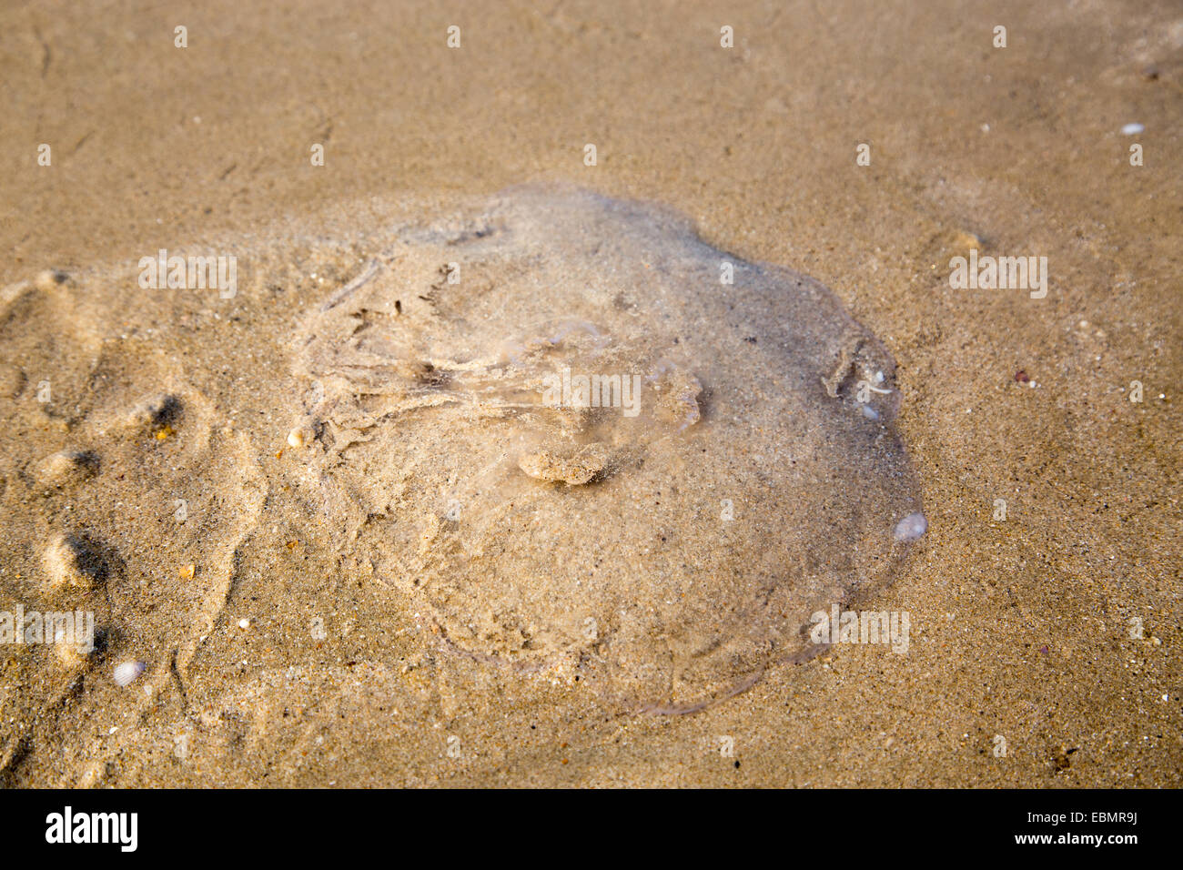 A Stranded jellyfish on sand beach Stock Photo