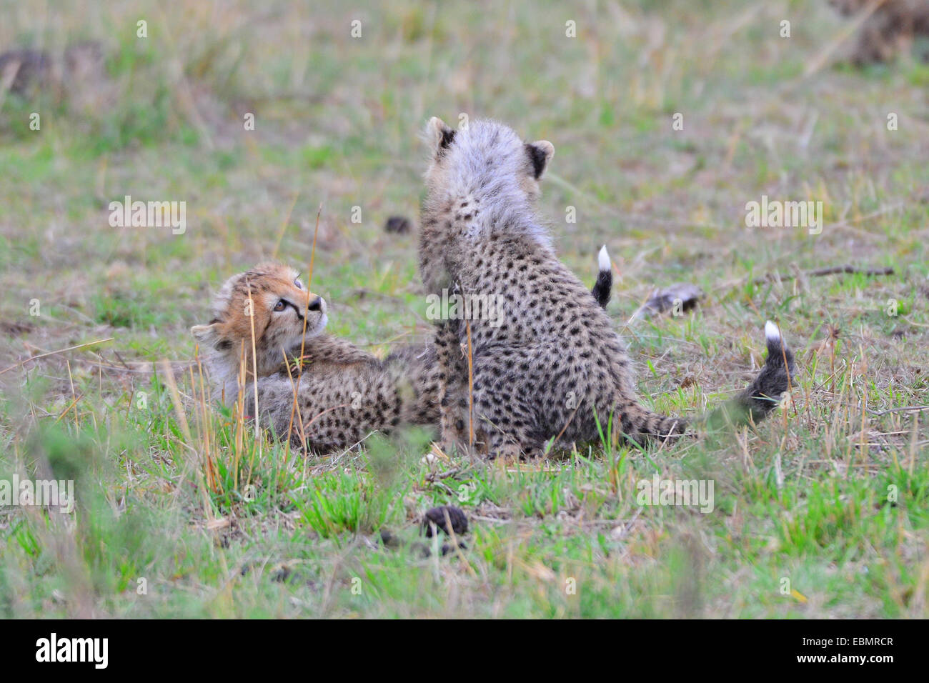 Masai Mara Cheetah Stock Photo
