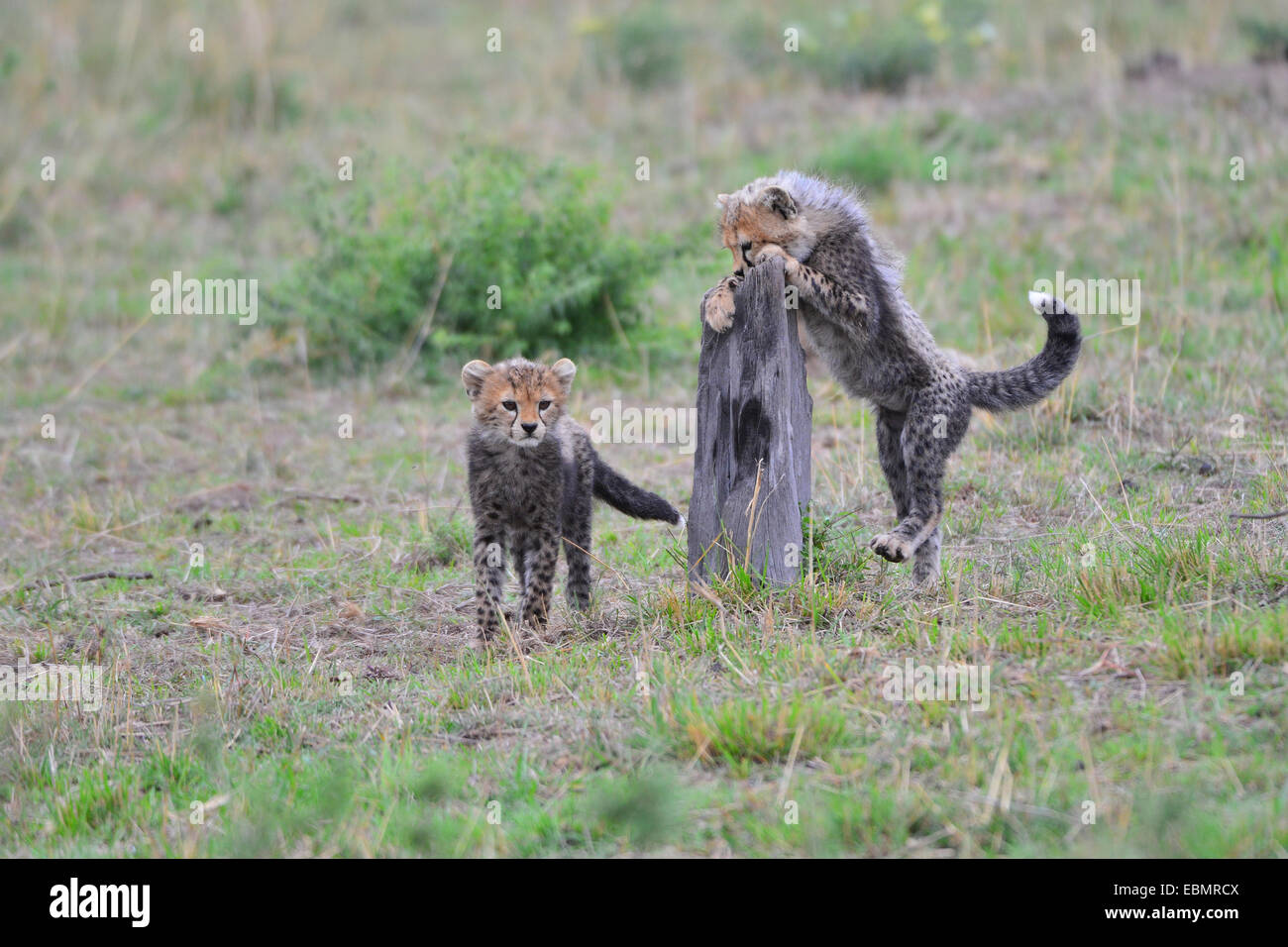 Masai Mara Cheetah Cub Stock Photo