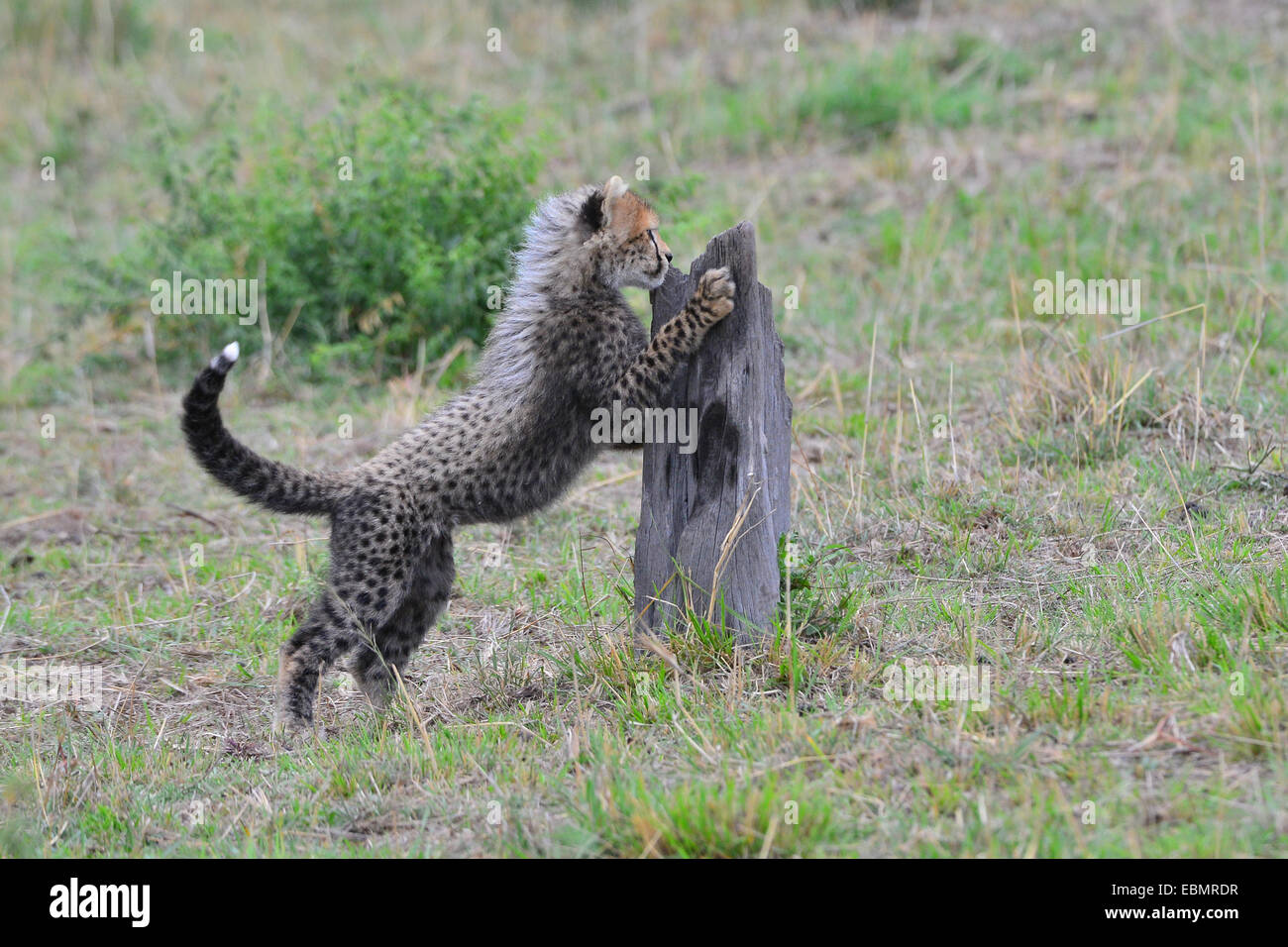 Masai Mara Cheetah Stock Photo