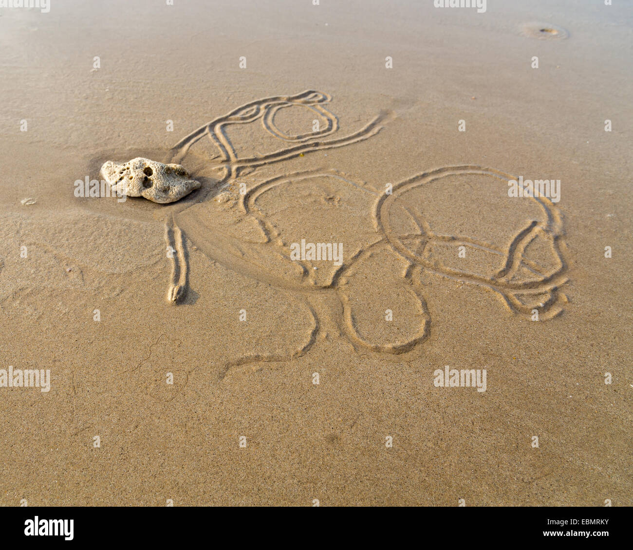 https://c8.alamy.com/comp/EBMRKY/beach-worm-pulls-her-trail-at-low-tide-EBMRKY.jpg