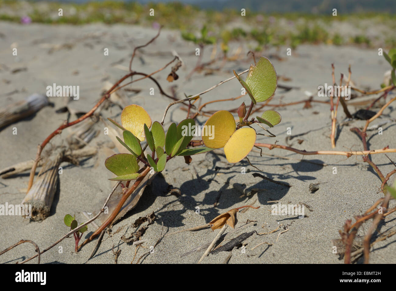 plants growing in the sand, cox's bazar, bangladesh Stock Photo