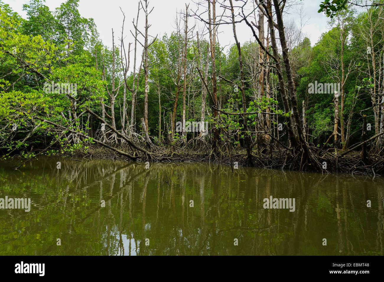 Mangrove forest, Langkawi island, Malaysia Stock Photo