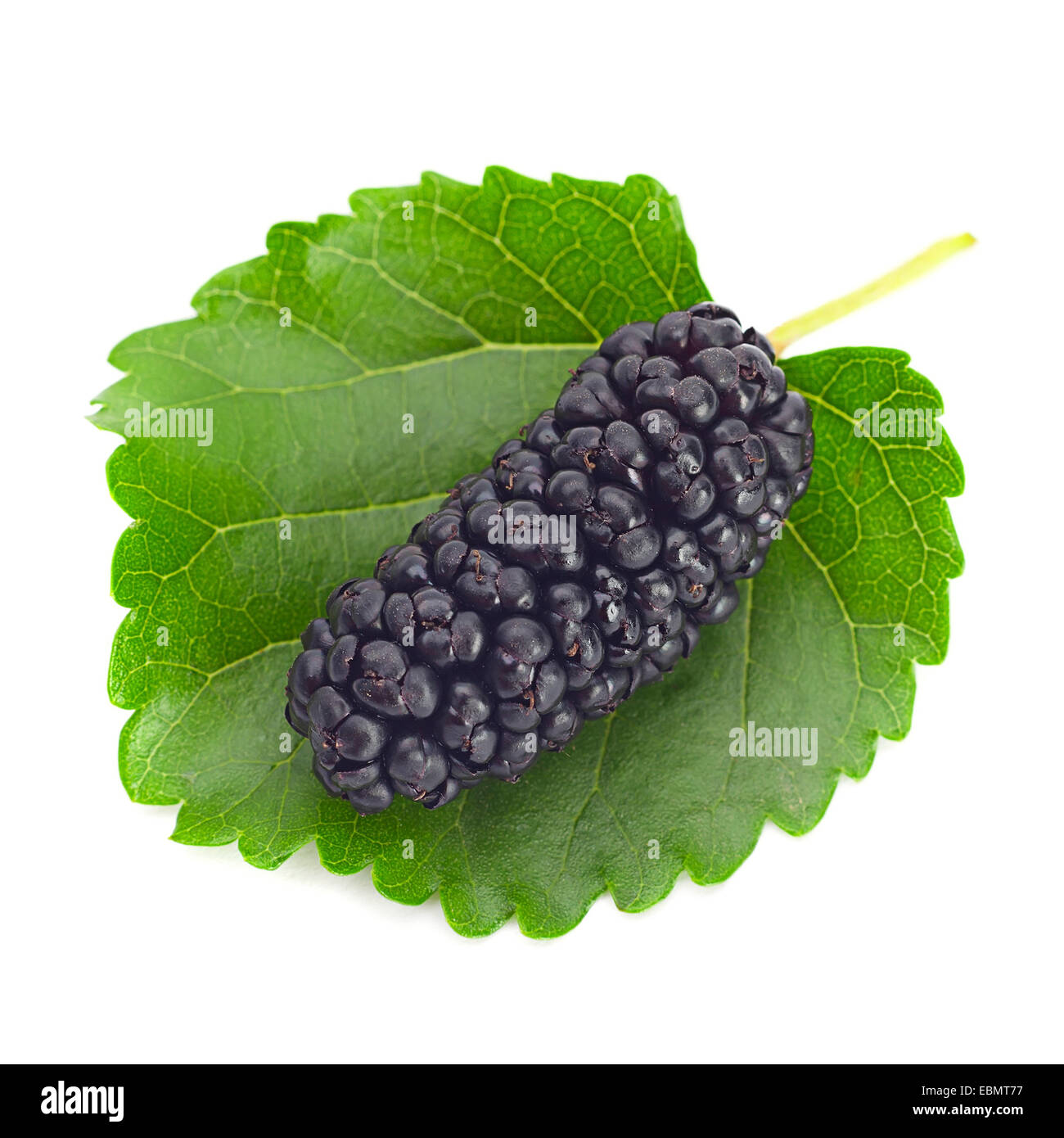 Black mulberry hires stock photography and images Alamy