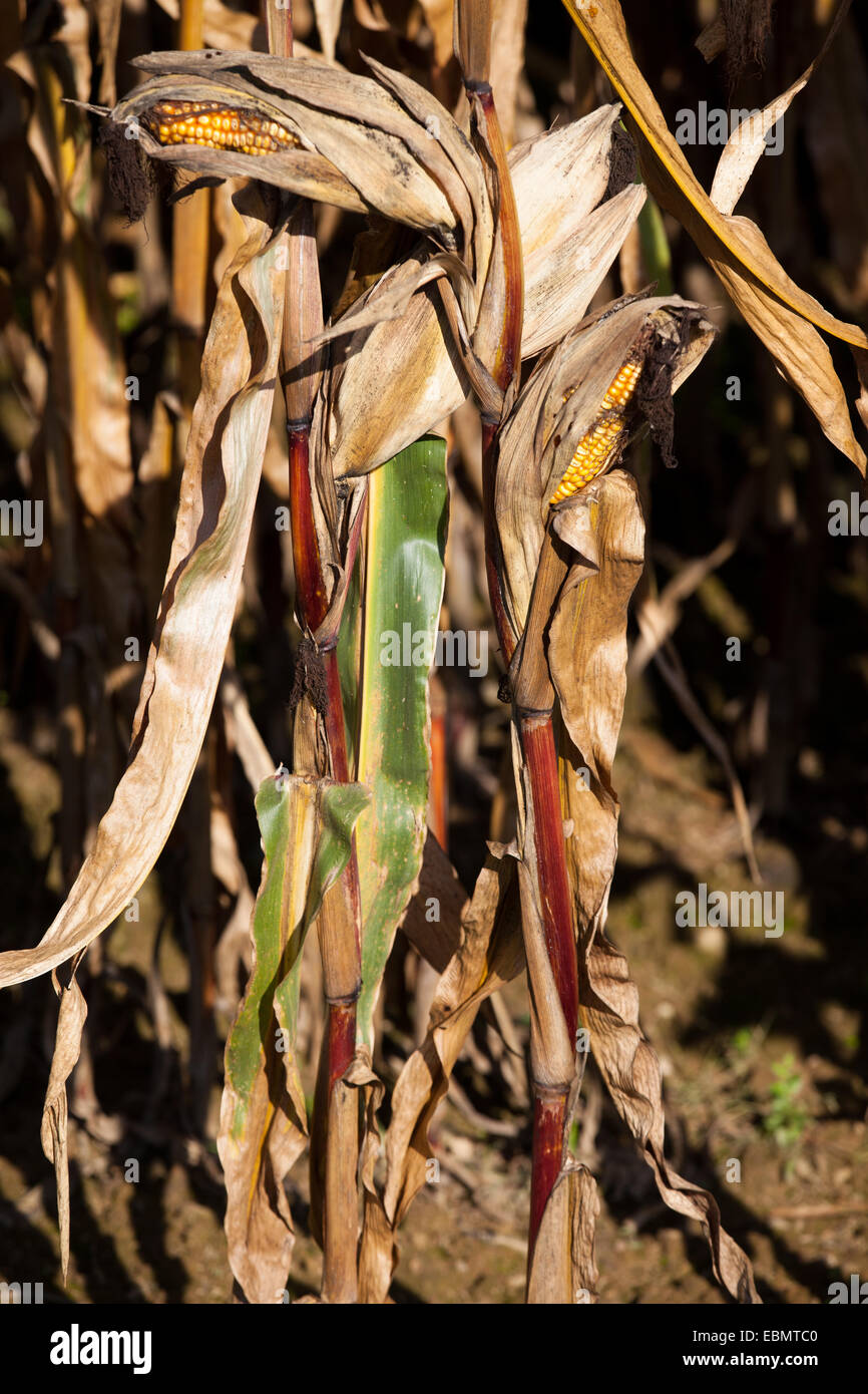 Ripe corn on the cob Stock Photo