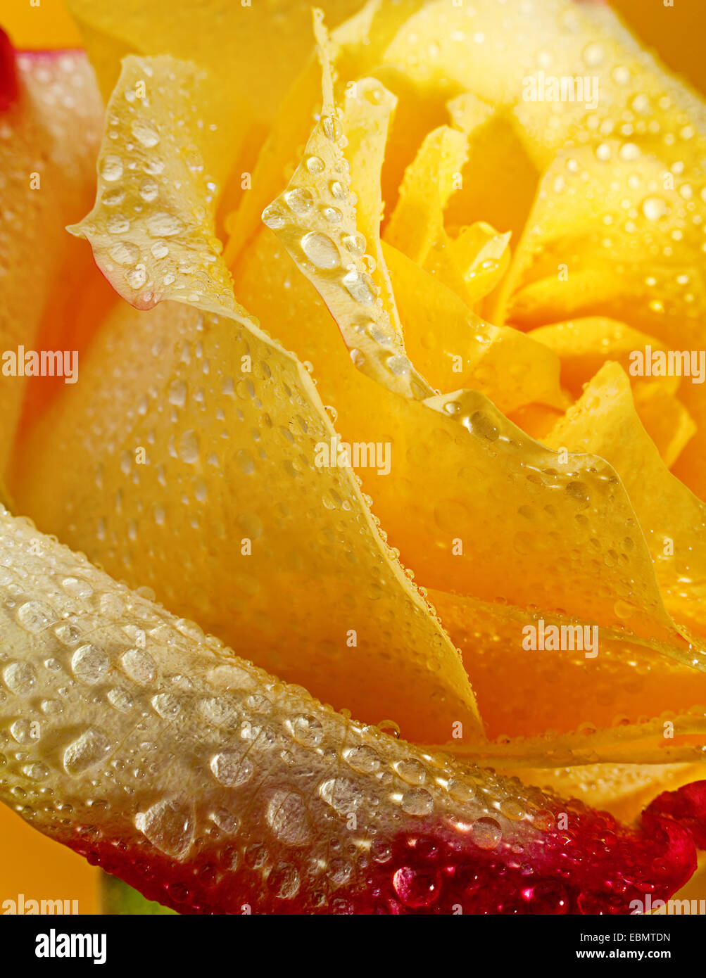 Yellow rose closeup with water drop background Stock Photo
