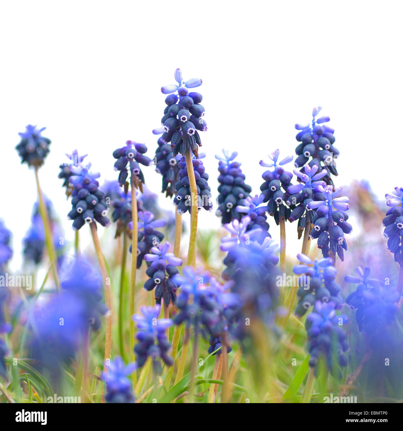 Blue flowers Hyacinths on the green grass Stock Photo - Alamy