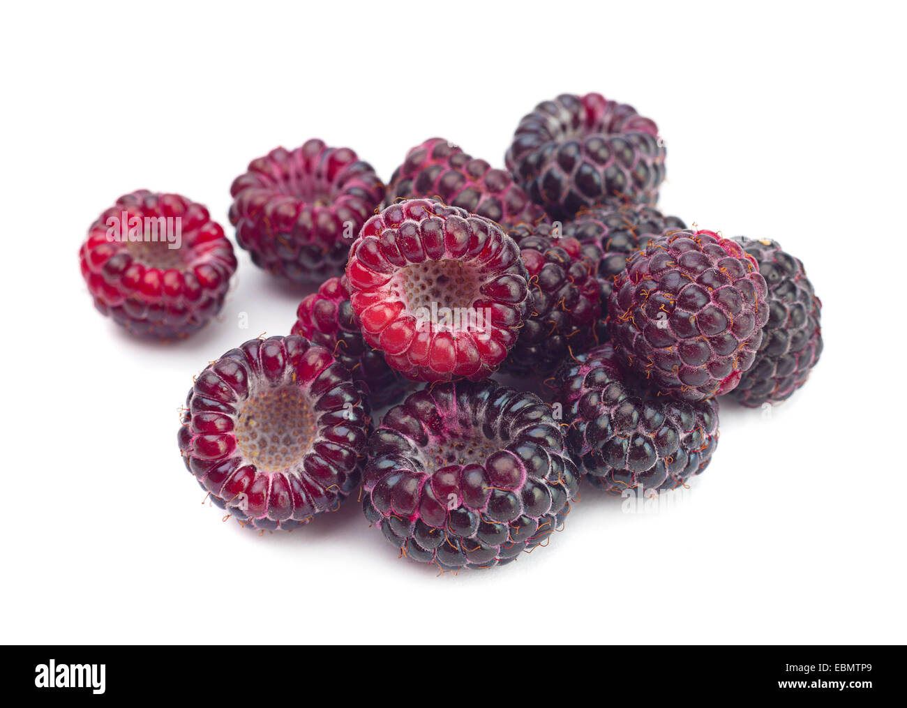 Cumberland black raspberry berry hi-res stock photography and images ...