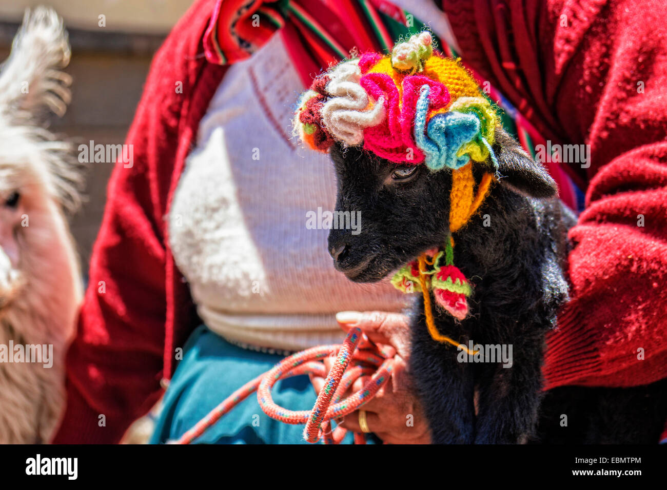 Peruvian woman holds cute black baby alpaca with knitted cap  in her arms. Stock Photo