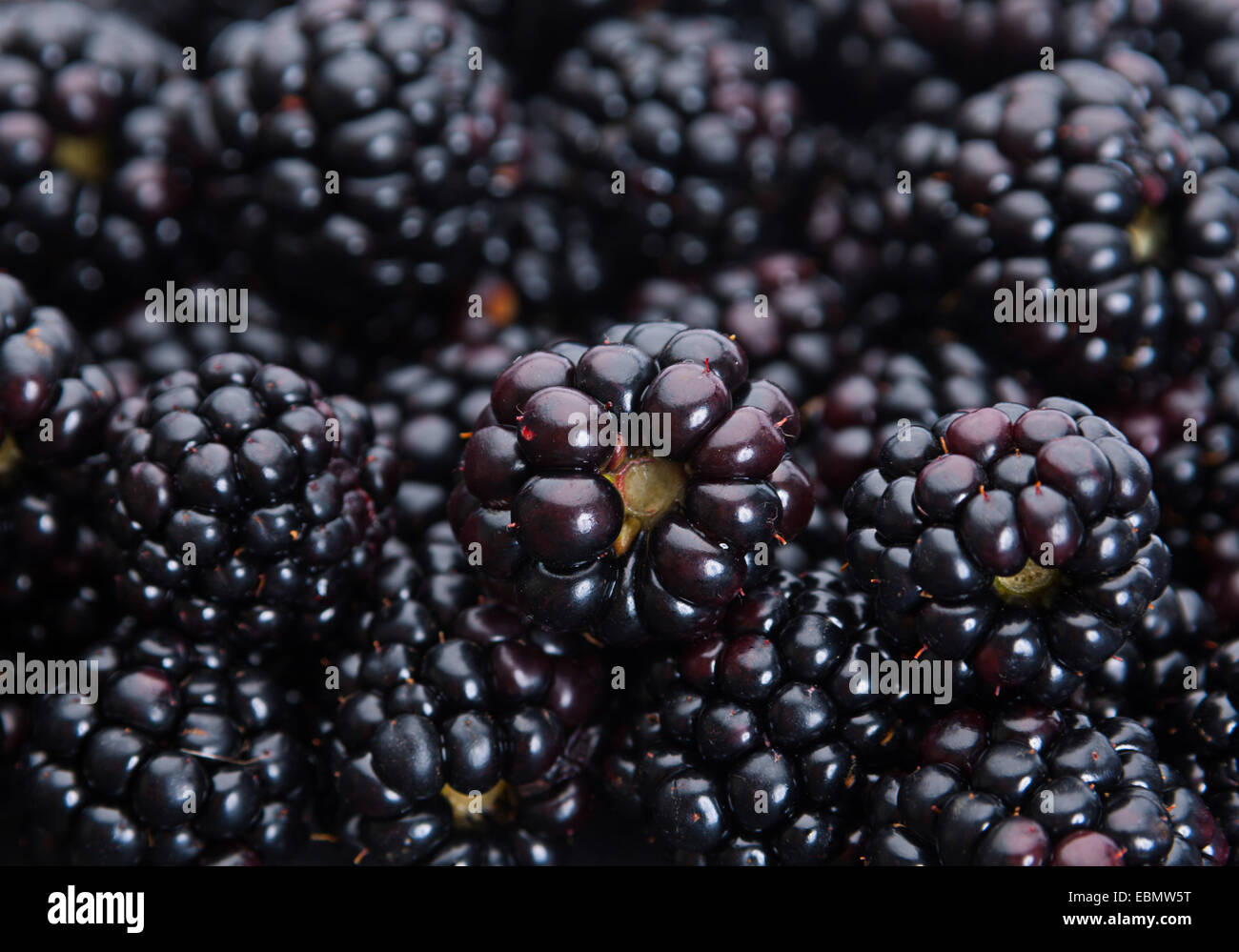 Black blackberry fruit closeup background Stock Photo
