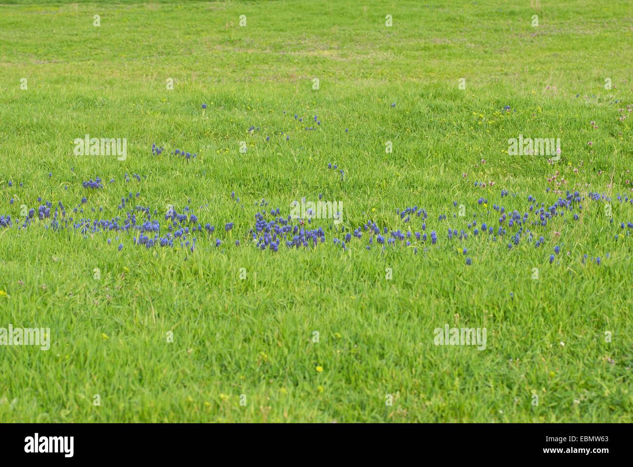 Blue flowers Hyacinths on the green grass Stock Photo - Alamy
