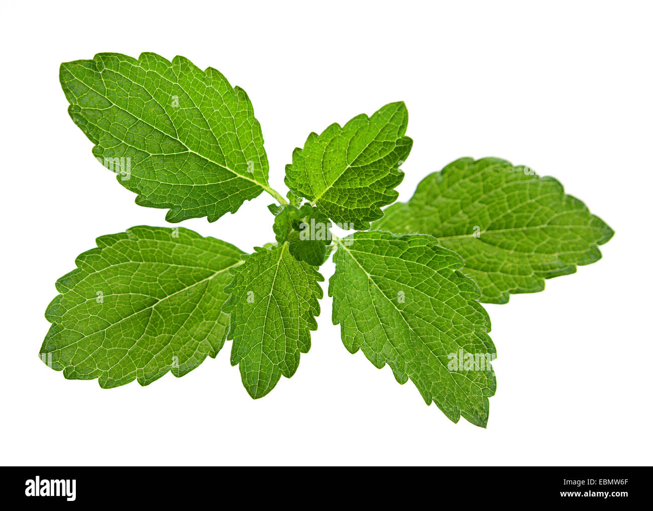 Lemon melissa leaf closeup isolated on white Stock Photo