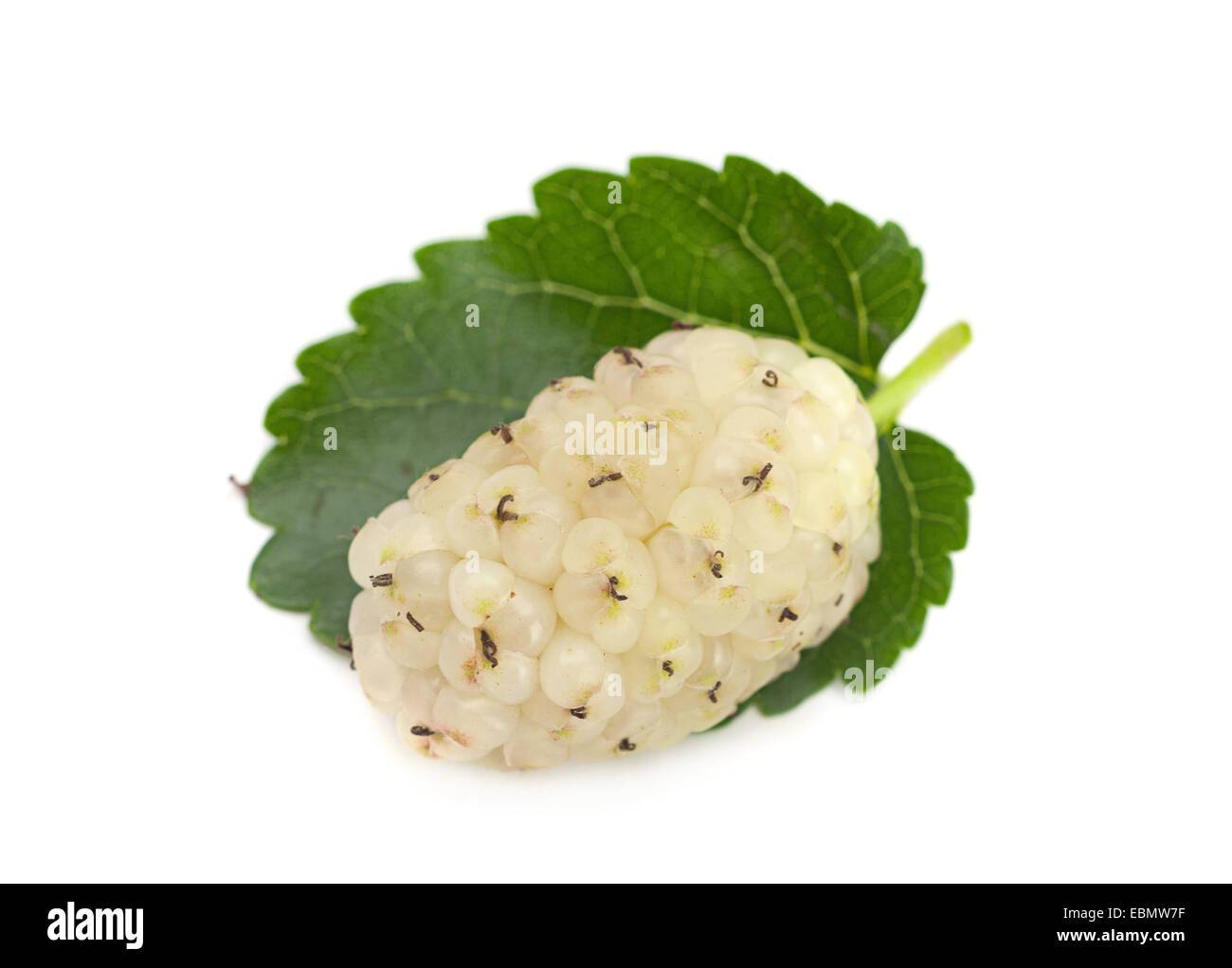 White mulberry fruit closeup isolated on white Stock Photo Alamy