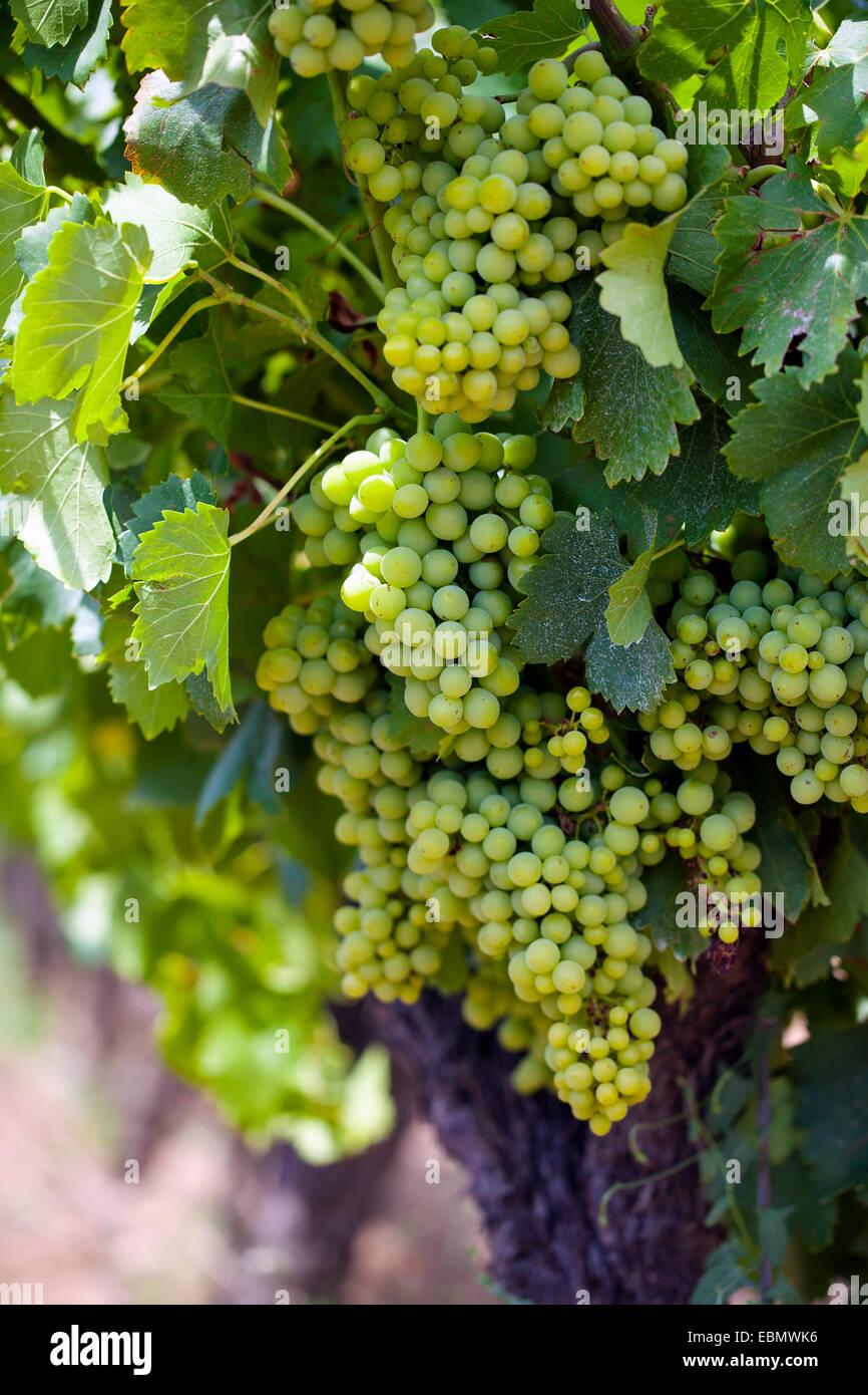 White grape on the grapevine Stock Photo - Alamy