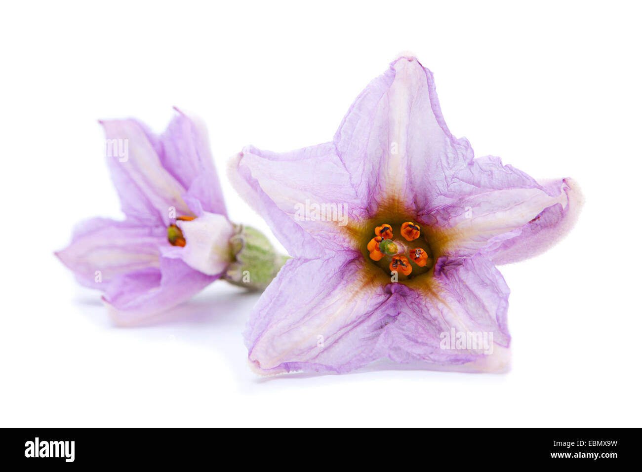 Eggplant vegetable flower closeup isolated on white Stock Photo