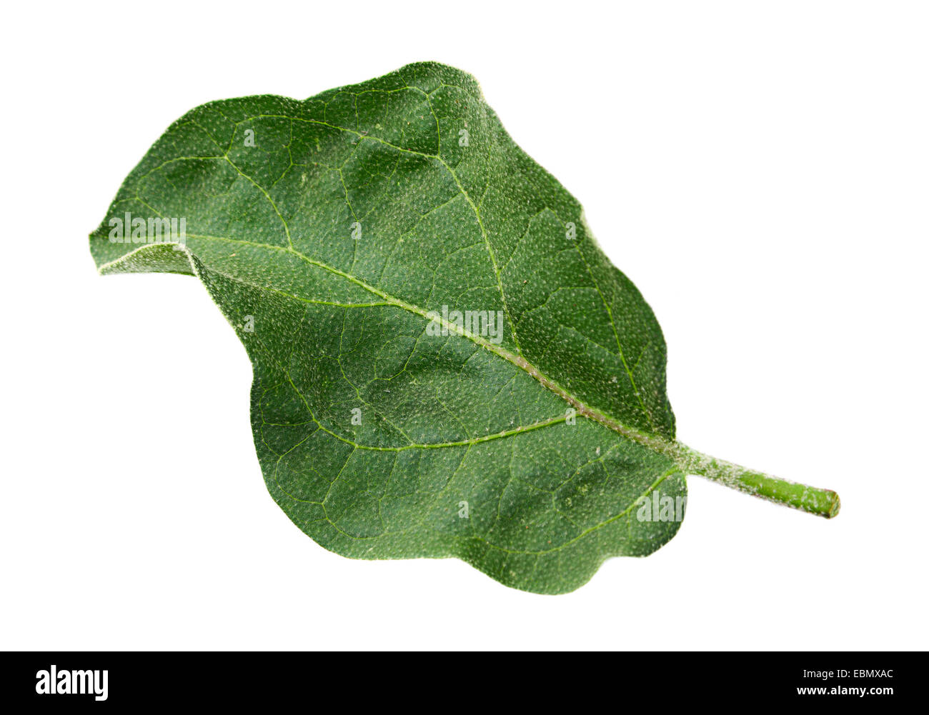 Eggplant vegetable leaf closeup isolated on white Stock Photo