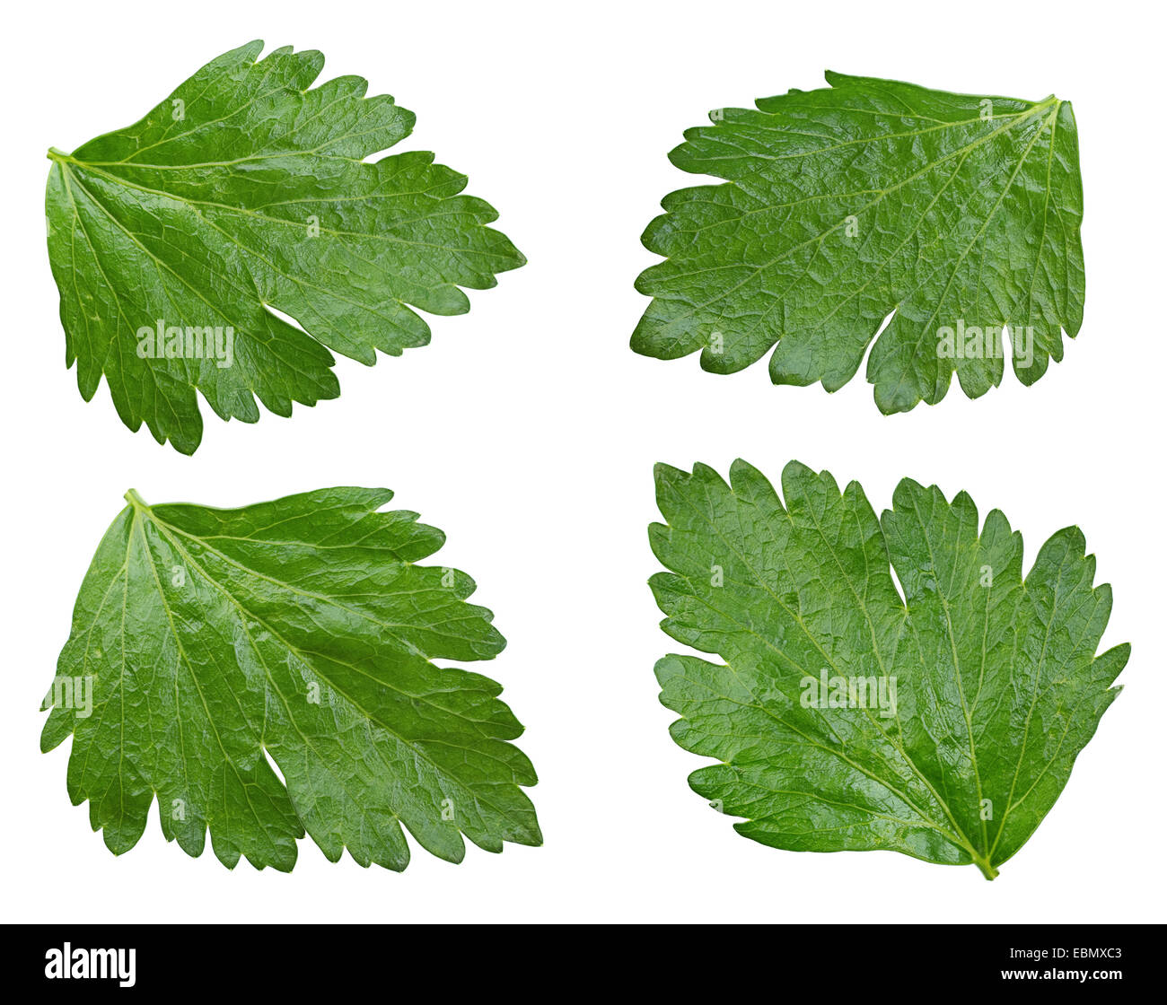Celery leaf set closeup isolated on white Stock Photo Alamy