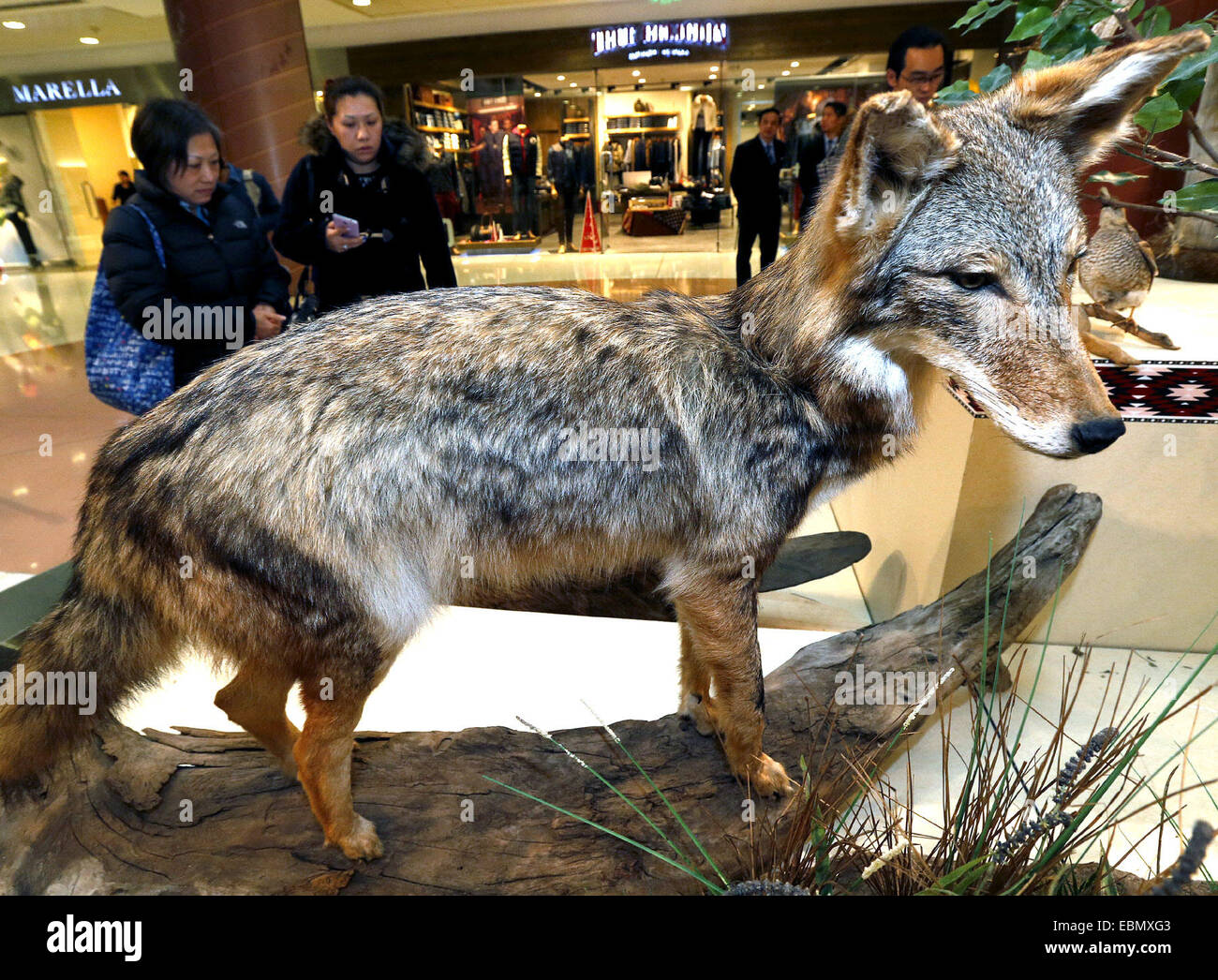 Shanghai, China. 3rd Dec, 2014. A stuffed specimen of coyote is displayed during a rare animal specimen exhibition in the CITIC Square in Shanghai, east China, Dec. 3, 2014. © Chen Fei/Xinhua/Alamy Live News Stock Photo